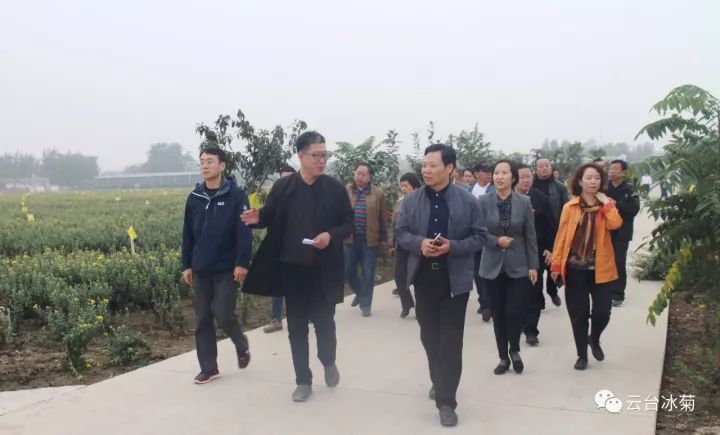 云臺冰菊基地發(fā)生了什么？一批批領(lǐng)導(dǎo)專家團隊前來！