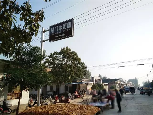 如何找到云臺(tái)冰菊？怎樣找到云臺(tái)冰菊？